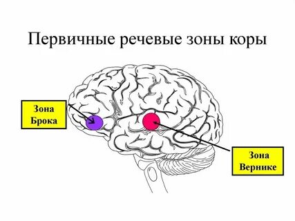 Зона брока и вернике за что отвечает