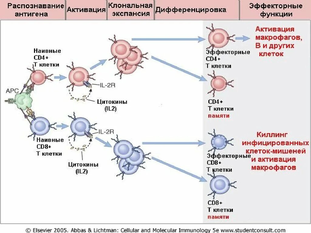 Т клетки образуются. Т клетки памяти иммунология. Схема дифференцировки иммунных клеток. Схема иммунного ответа иммунология. Активация т лимфоцитов схема.