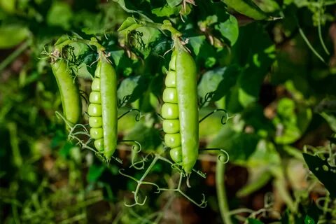 Pea plants