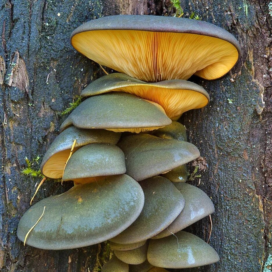 Вешенка часов. Вешенка Полевая. Вёшенка осенняя (Panellus serotinus). Panellus serotinus гриб. Вешенка поздняя Panellus serotinus.