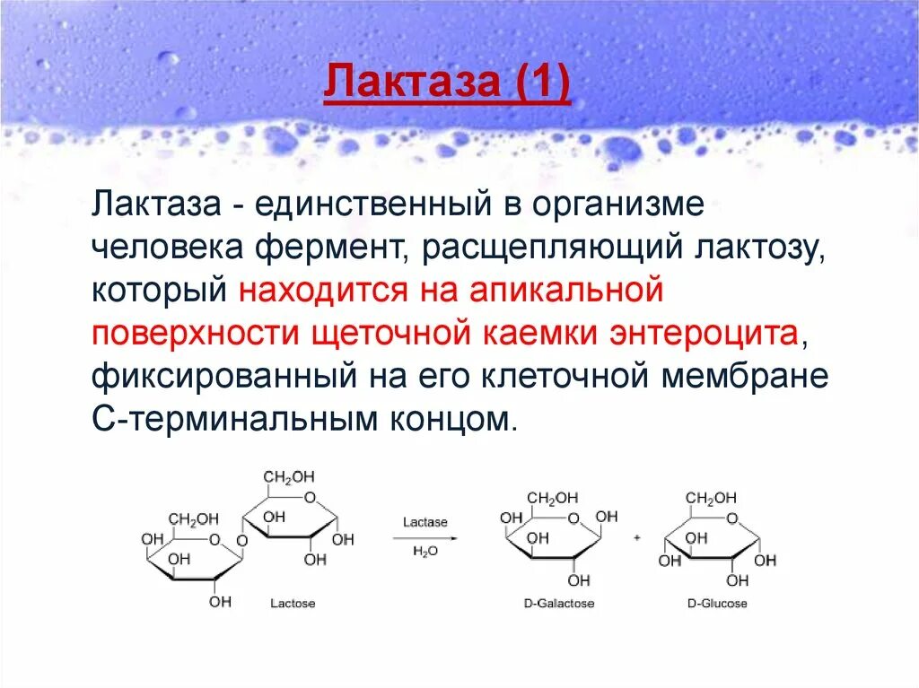 Ферментация лактозы. Ферменты катализирующие гидролиз лактозы. Лактаза фермент PH. Лактаза фермент формула. Лактаза схема действия.