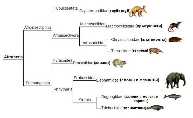 Филогенетика млекопитающих. Филогенетическое дерево млекопитающих. Филогенетическая схема развития млекопитающих. Насекомоядные и приматы эволюционное дерево. Млекопитающие древо