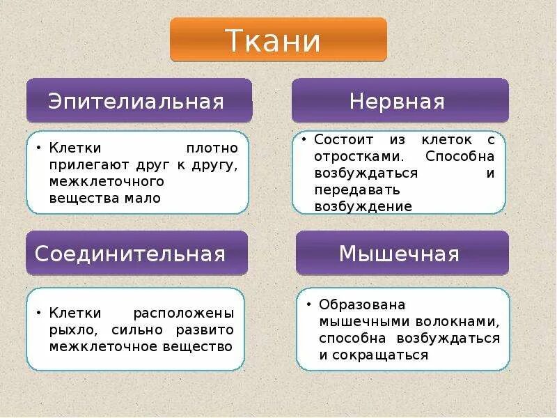 Функции эпителиальной и соединительной нервная. Ткани животных эпителиальная соединительная мышечная нервная. ткани человека схема. эпителиальная соединительная мышечная нервная ткани таблица. эпителиальная и соединительная ткань таблица.