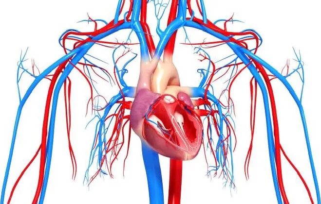Сосудистая система человека образована сосудами трех. ССС сердечно сосудистая система. Кровеносная система человека сердце. Кровеносная система сердце сосуды. Сердечныесосдистая система.