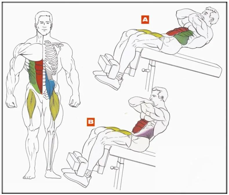 Скручивания на наклонной скамье техника. Пресс на наклонной скамье техника. Упражнения для мышц пресса. Упражнения для накачки пресса. Как убрать живот и накачать пресс мужчине