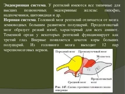 Какая нервная система у пресмыкающихся