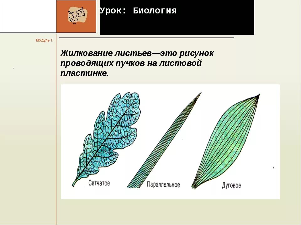 Типы жилкования листьев 6 класс биология