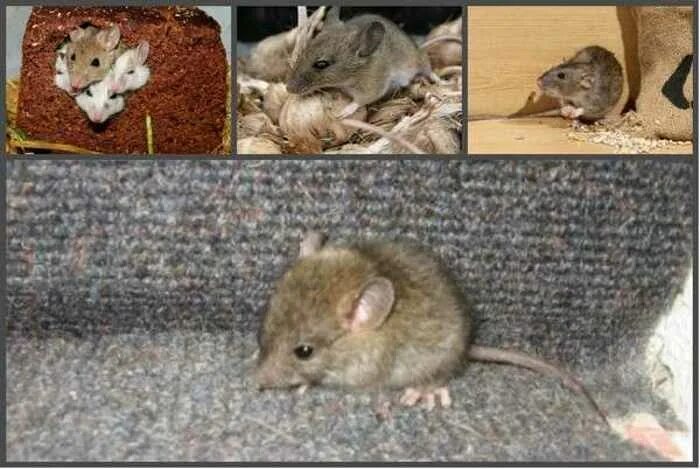 Мышь и крыса разница. Отличие мыши от крысы. Маленькая крыса и мышь. От крыс и мышей. Как отличить мышь