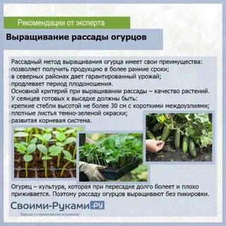 Проект на тему выращивание огурцов в домашних условиях