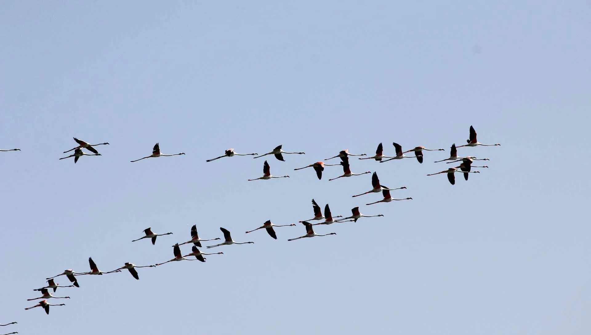 Миграция птиц картинки. Миграция журавлей. Миграция животных и птиц. Миграция птиц на юг. Миграция грачей.