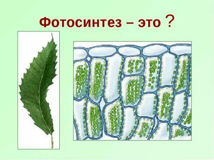 5 фотосинтез