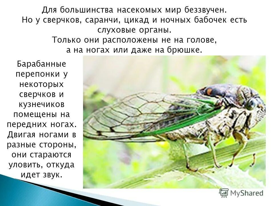 Почему насекомые издают звук при полете
