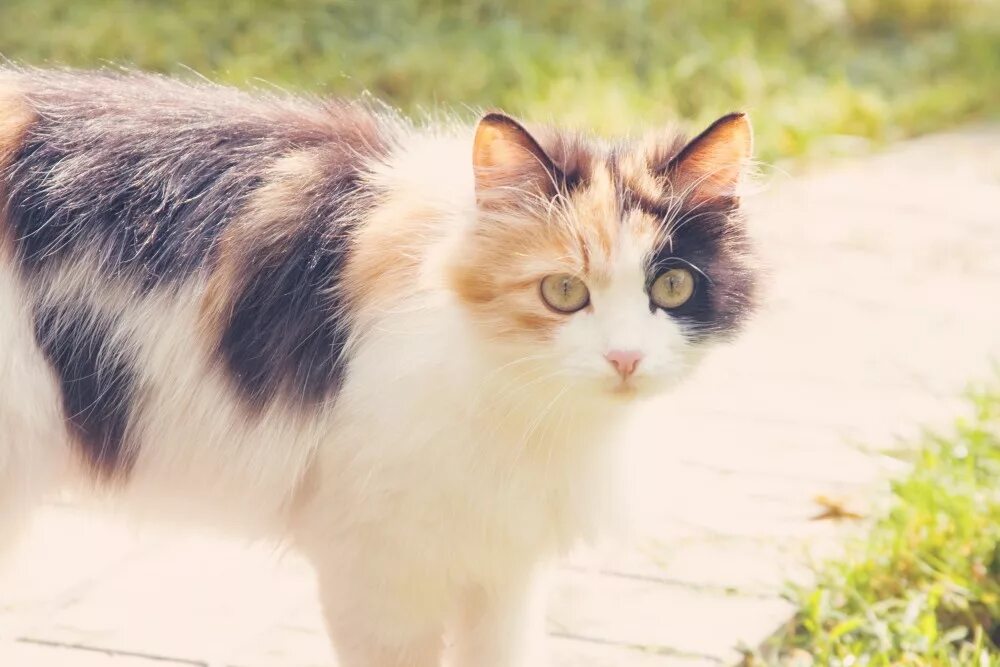 Трехшерстная кошка. Сиамская кошка трехцветная. Трёхшёрстная кошка черепаховая. Сибирская кошка трехцветная. Трехцветная кошечка