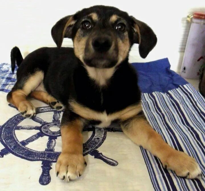 щенок в 4 месяца 4 кг. щенок в 4 месяца 4 кг. вес дворняги. щенки немецкой овчарки 2 недели. вес щенка в 1.