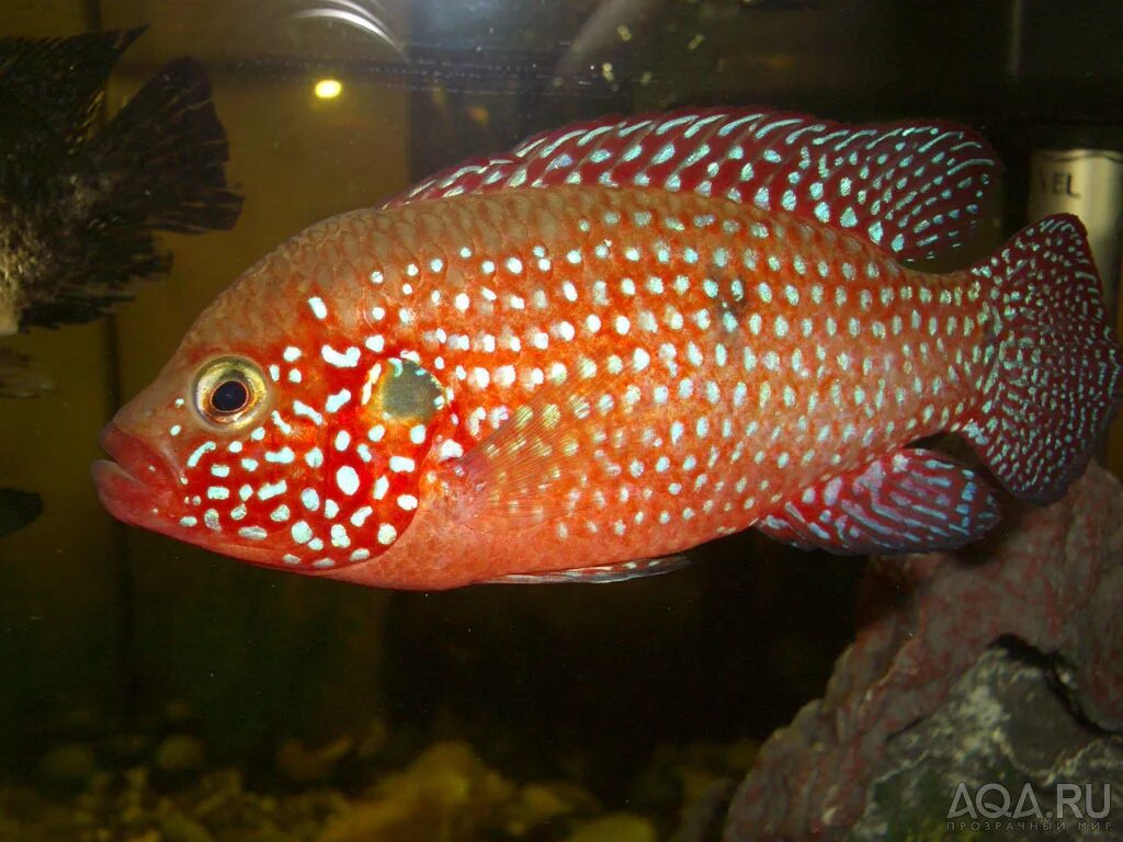 Хромис-красавец совместимость таблица. Хромис красавец. Рыбки цихлиды хромис. Хромис красавец самец рыбка. Хромис красавец содержание и совместимость.