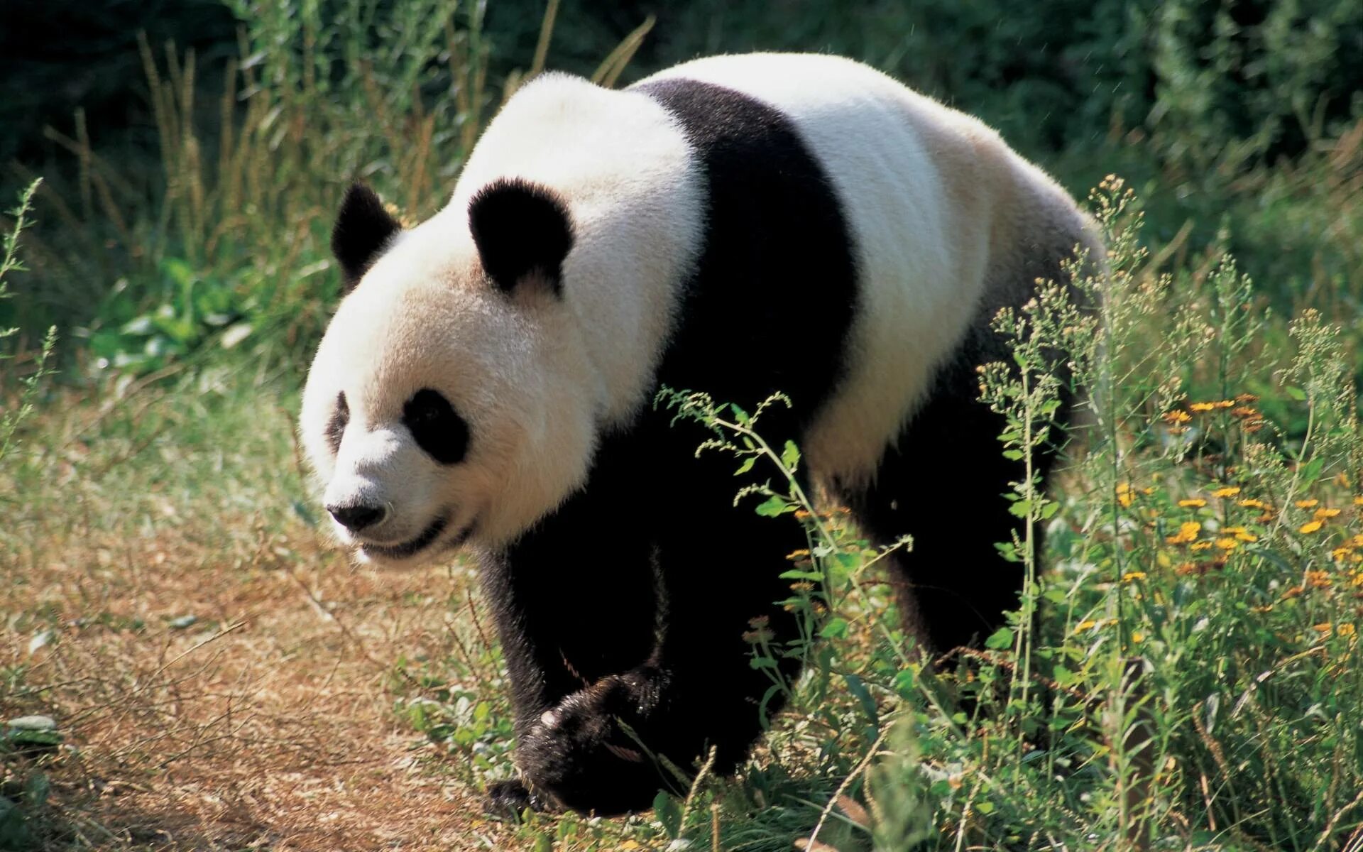 Циньлин Панда. Панда бамбуковый медведь. Очковая Панда. Зоопарк Сан Диего панды. Большая панда медведь