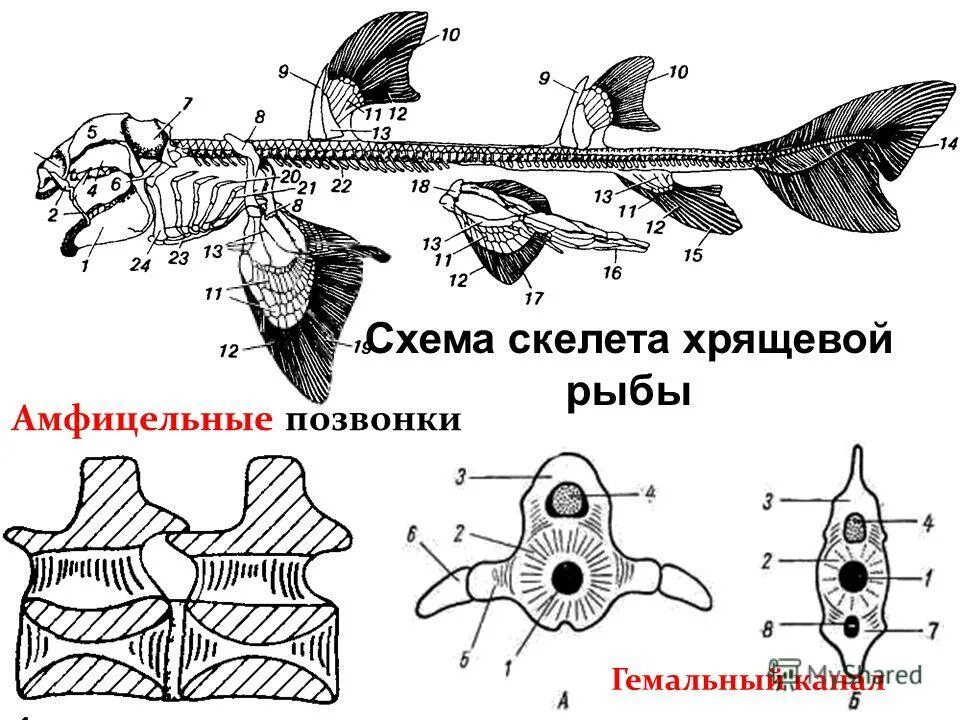 хрящевые рыбы наружное оплодотворение