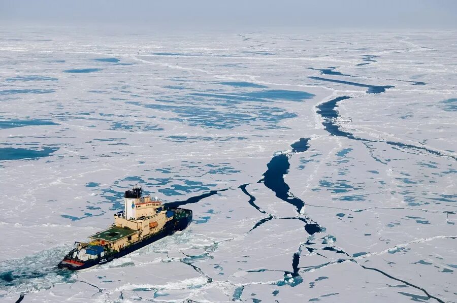 включи арктиду