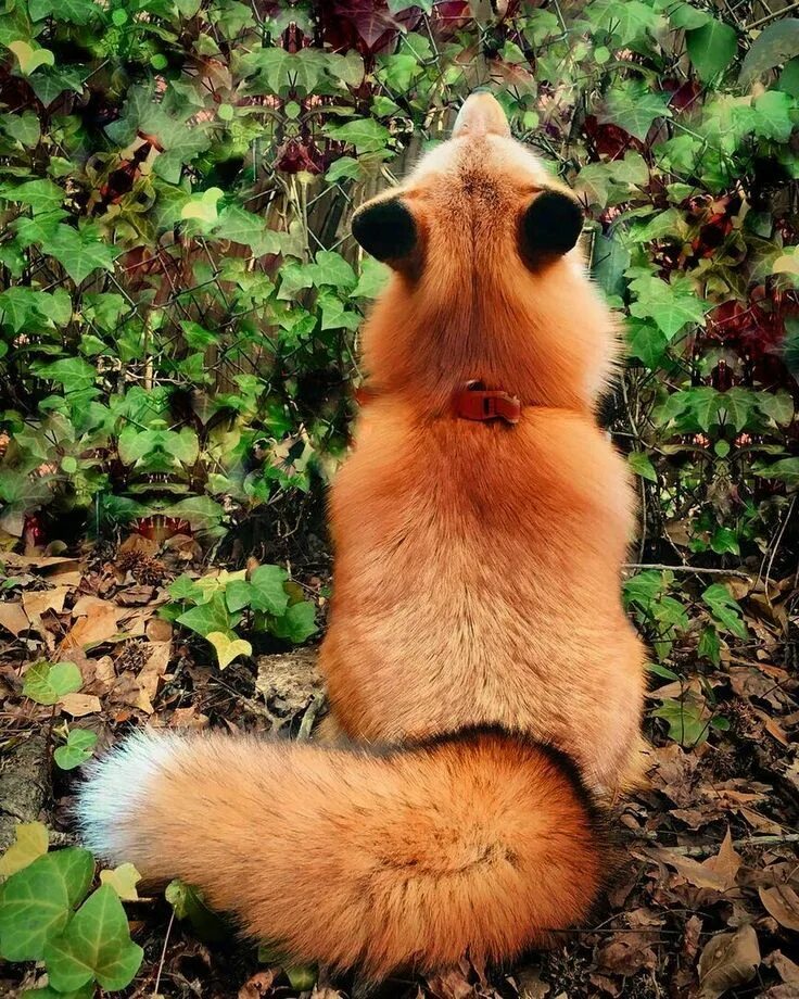 Лиса хвост. Пушистая Лисичка. Лиса с пушистым хвостом. Обиженная лиса. Fluffy fox