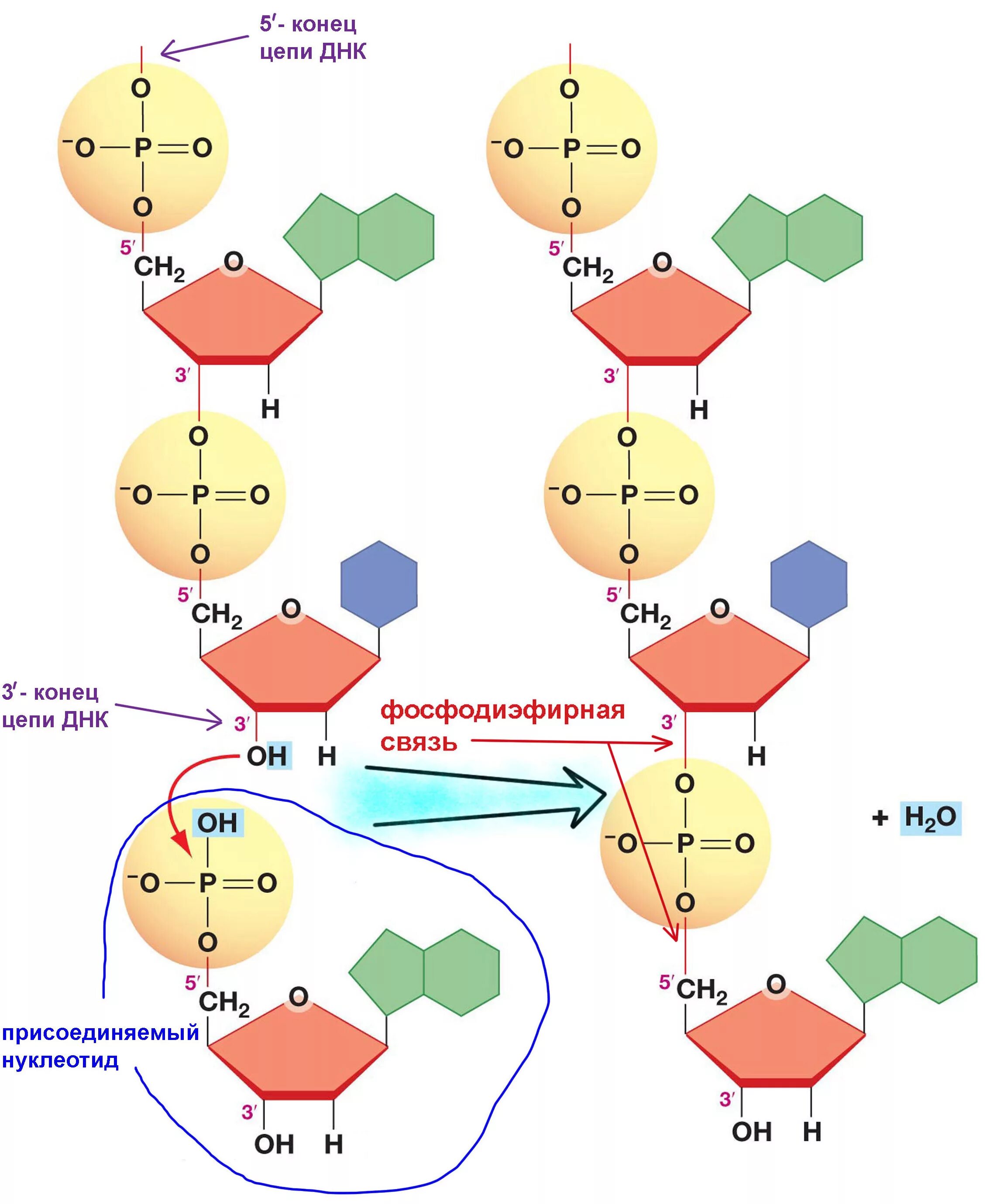 Соединение нуклеотидов днк. Строение ДНК 5 И 3 концы. Структура нуклеотидной цепи ДНК. Строение ДНК 3 конец и 5 конец. Цепь ДНК 3 И 5 концы.
