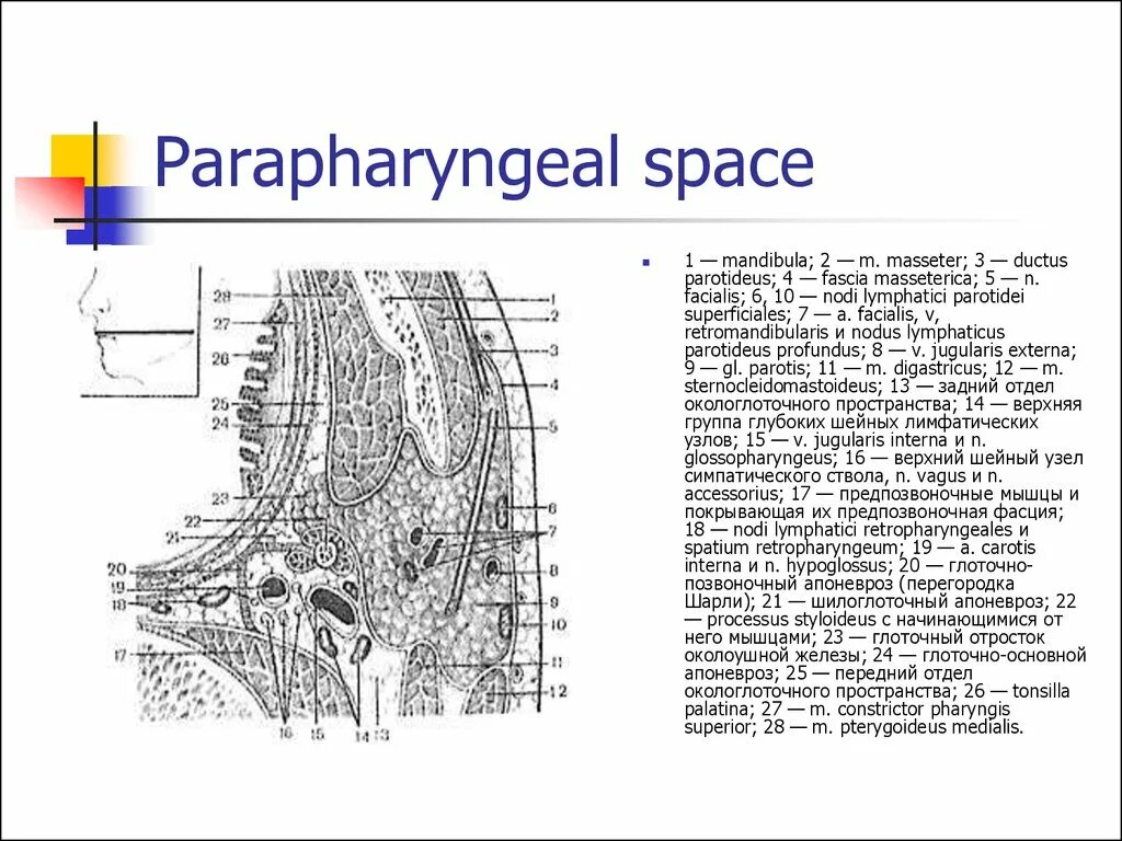 Spatium retropharyngeum. Парафарингеальное клетчаточное пространство. Топография окологлоточного пространства. Окологлоточное пространство анатомия. Окологлоточное клетчаточное пространство границы.
