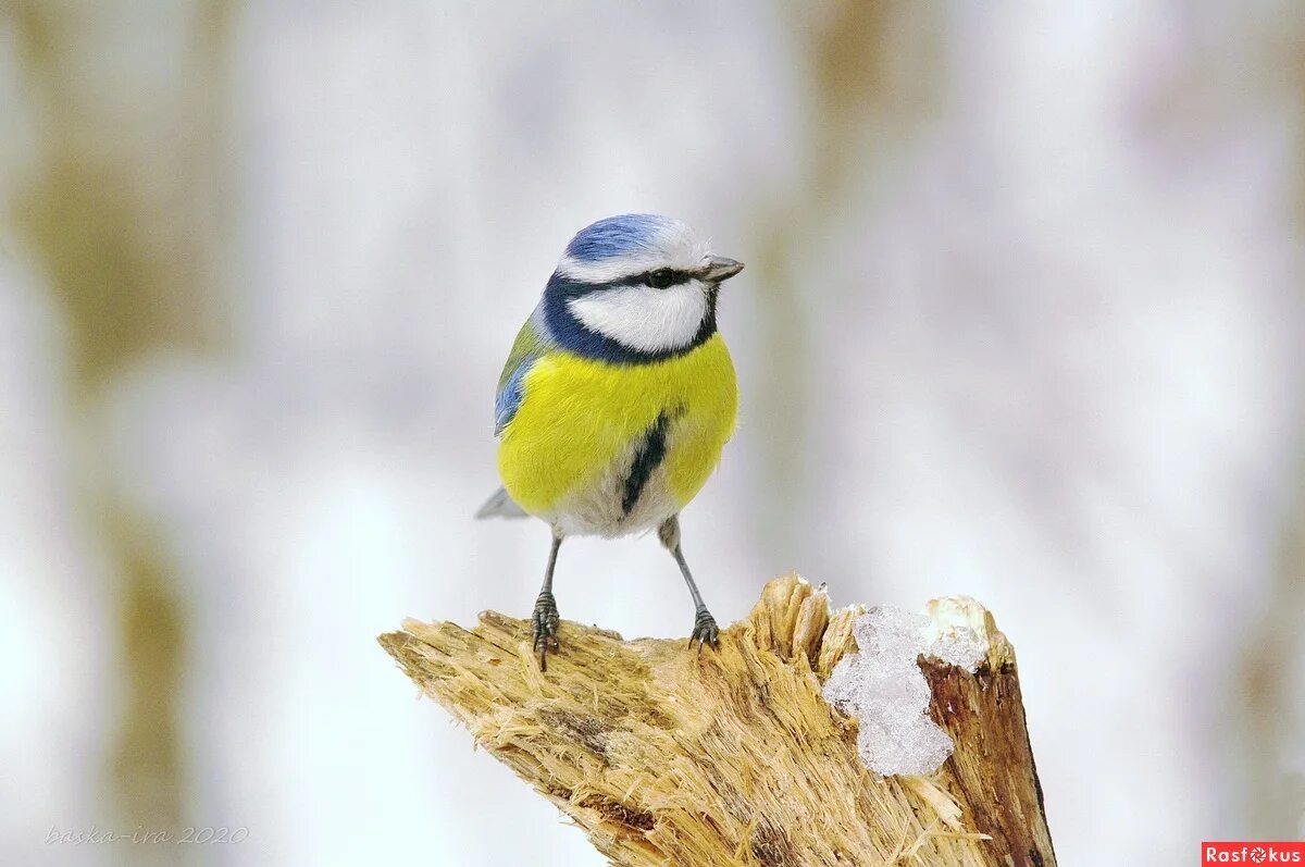 перо синицы. малая синица. птица синица малая. вид синицы буроголовая гаичка. малая синица московка.