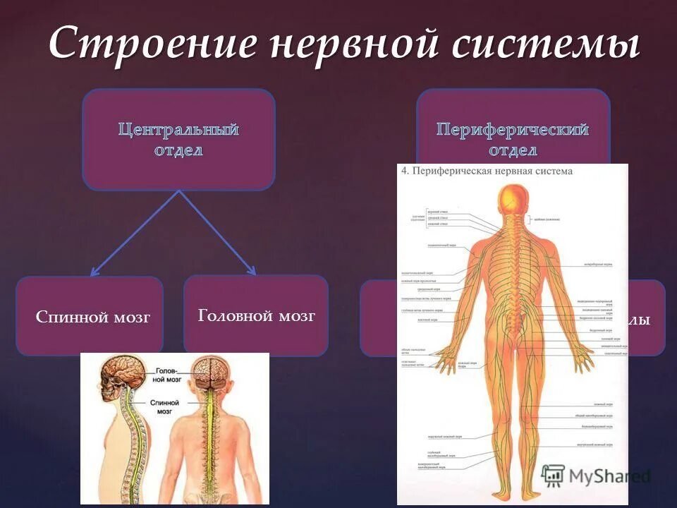 Строение нервного узла