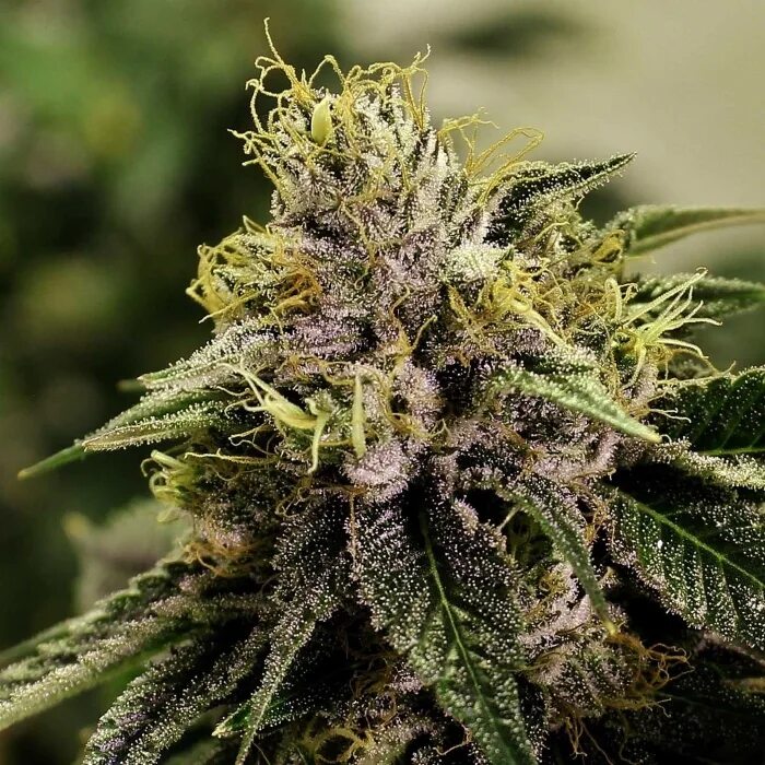 Самый известный сорт. Бошки blueberry. frosty канабис. big demon сорт каннабиса. blueberry black сорт.