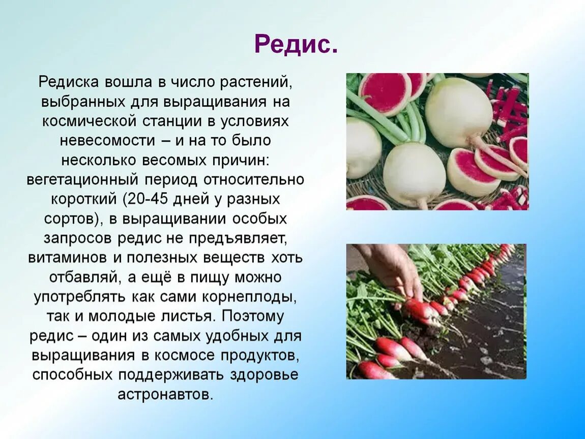 Редис чем полезен для человека. Сообщение о редисе. Редис растение. Доклад про редиску. Редис это культурное растение.