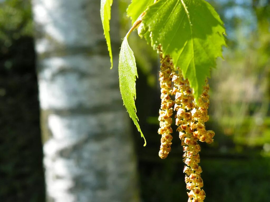 Betula Alba. Экстракт березы бетулин. Береза бетулин. Бетулин березовый. Березовый экстракт