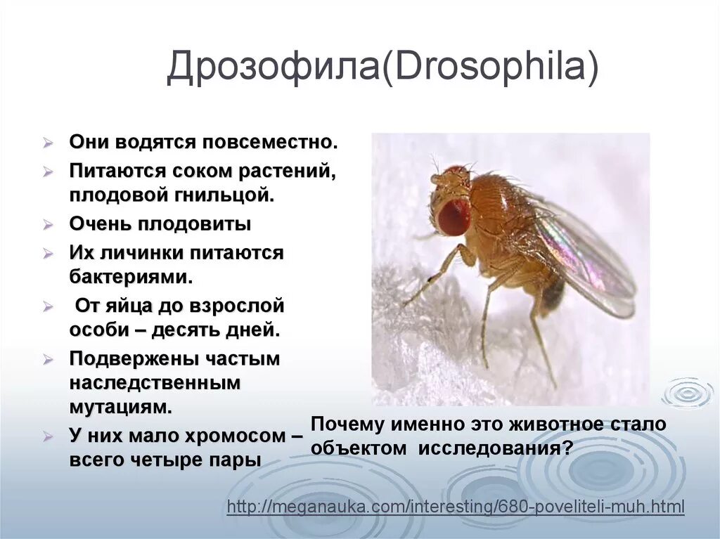 Таблица сравнения нормальных и мутантных форм дрозофил. Муха дрозофила строение. Плодовые мошки-дрозофилы. Мушка дрозофила хромосомы.