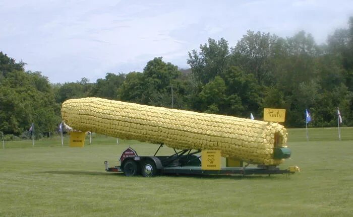 Большая кукуруза. Огромная кукуруза. Самый большой початок кукурузы. Самая огромная кукуруза в мире. Самый вибратор в мире