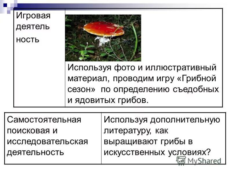 методы изучения микроскопических грибов. методы микроскопического исследования грибов. загадка про поганку. полезные грибы для человека. биоценоз грибов.