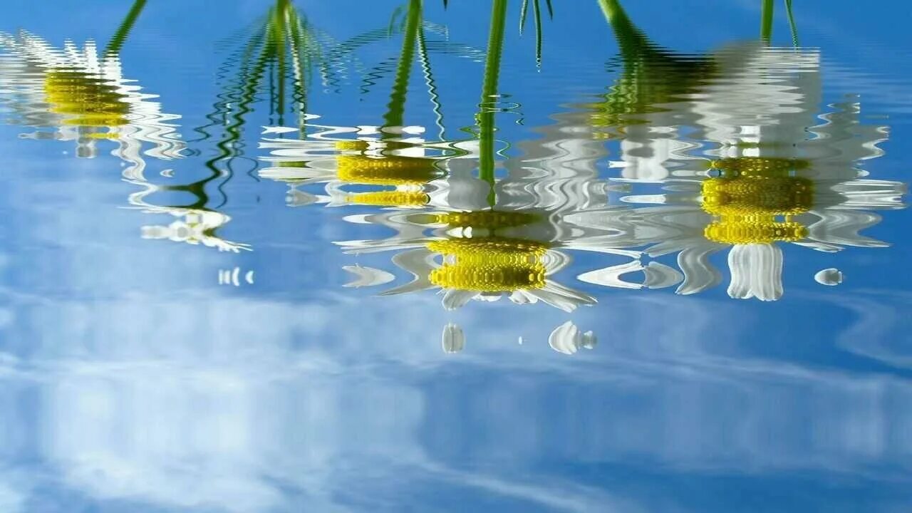 Отражение текста в воде. Цветы на фоне воды. Ромашки на фоне воды. Лето цветы вода. Ромашки в воде.