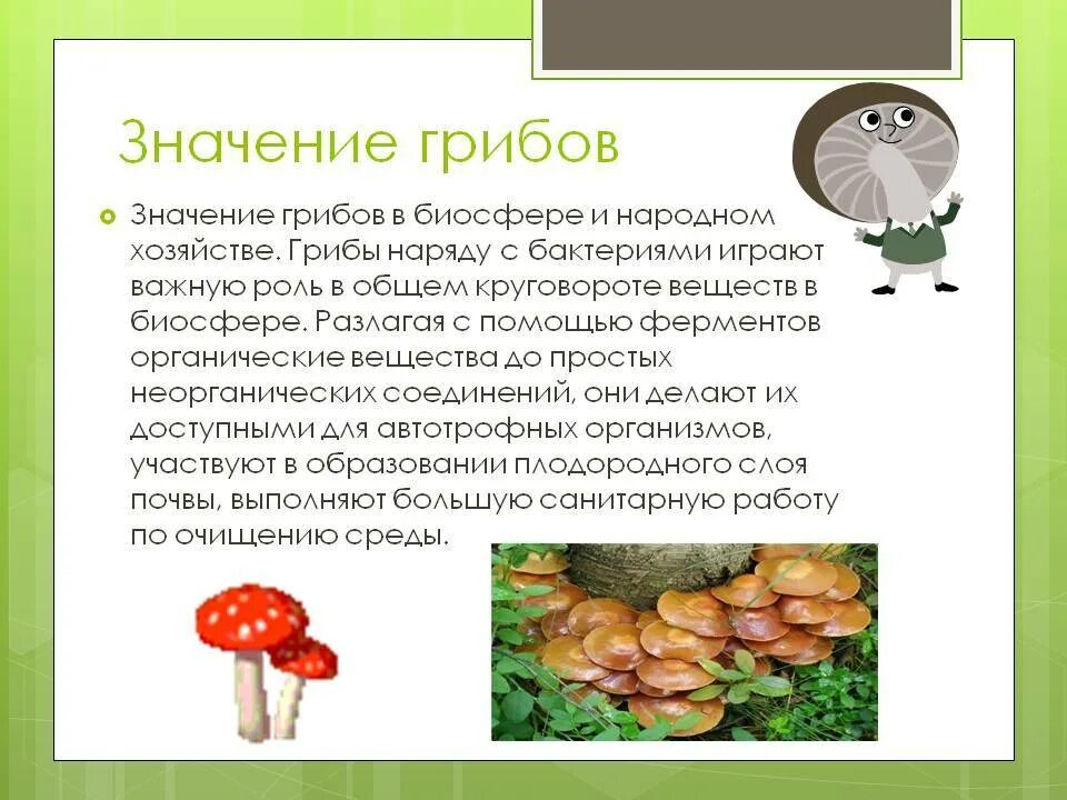 Значение грибов. Значение грибов в природе и жизни человека. Представители царства грибов. Значение царства грибов в природе.