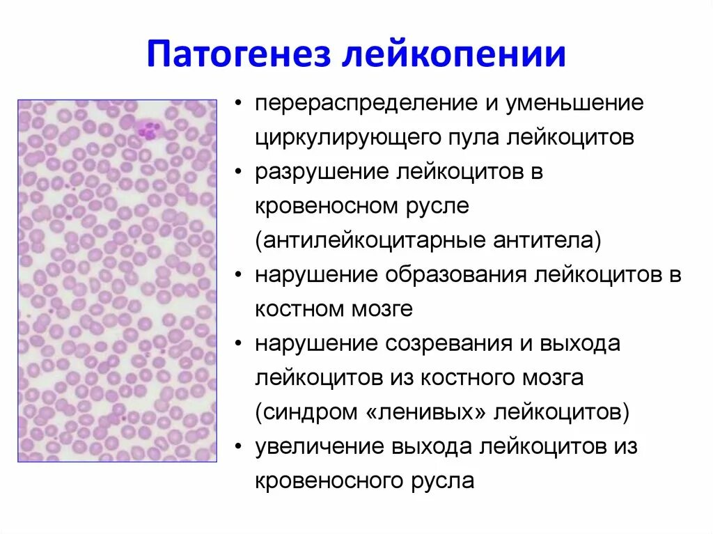 Повышены лейкоциты в крови после. Лейкопения этиология патогенез. Этиология лейкопении патофизиология. Механизм развития лейкопении. Патогенез лейкопении патофизиология.