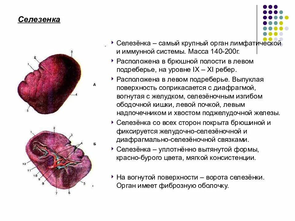 Селезенка схема расположения. Селезенка анатомия. Строение селезенки анатомия. Селезенка анатомия человека кратко. Селезенка за что отвечает и где находится