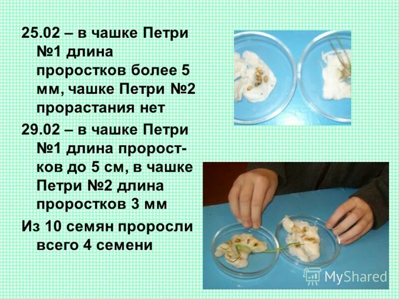 В ходе биологического эксперимента в чашу петри. Чашку петри с питательной средой поместили колонию микроорганизмов. В ходе биологического эксперимента в чашу петри. Задачи по биологии 8 класс с решением. Питательная среда для микроорганизмов.