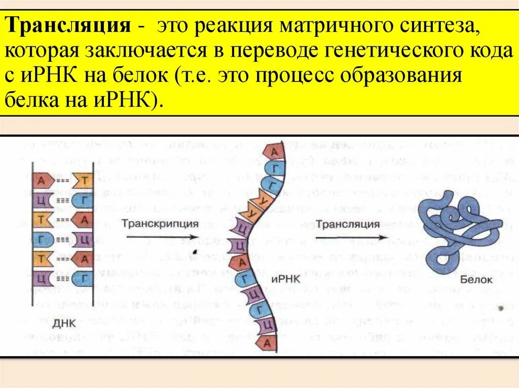 Биосинтез днк реакция. Биология 10 класс этапы матричного синтеза. Реакции матричного синтеза это в биологии. Реакции матричного синтеза схема. Реакции матричного синтеза трансляция.