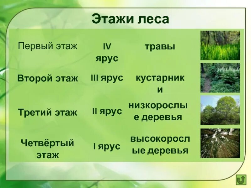 Каком природном сообществе наибольшее число надземных ярусов. Ярусы растительности. Этажи леса. Ярусы растительности леса. Ярусы в лесу.