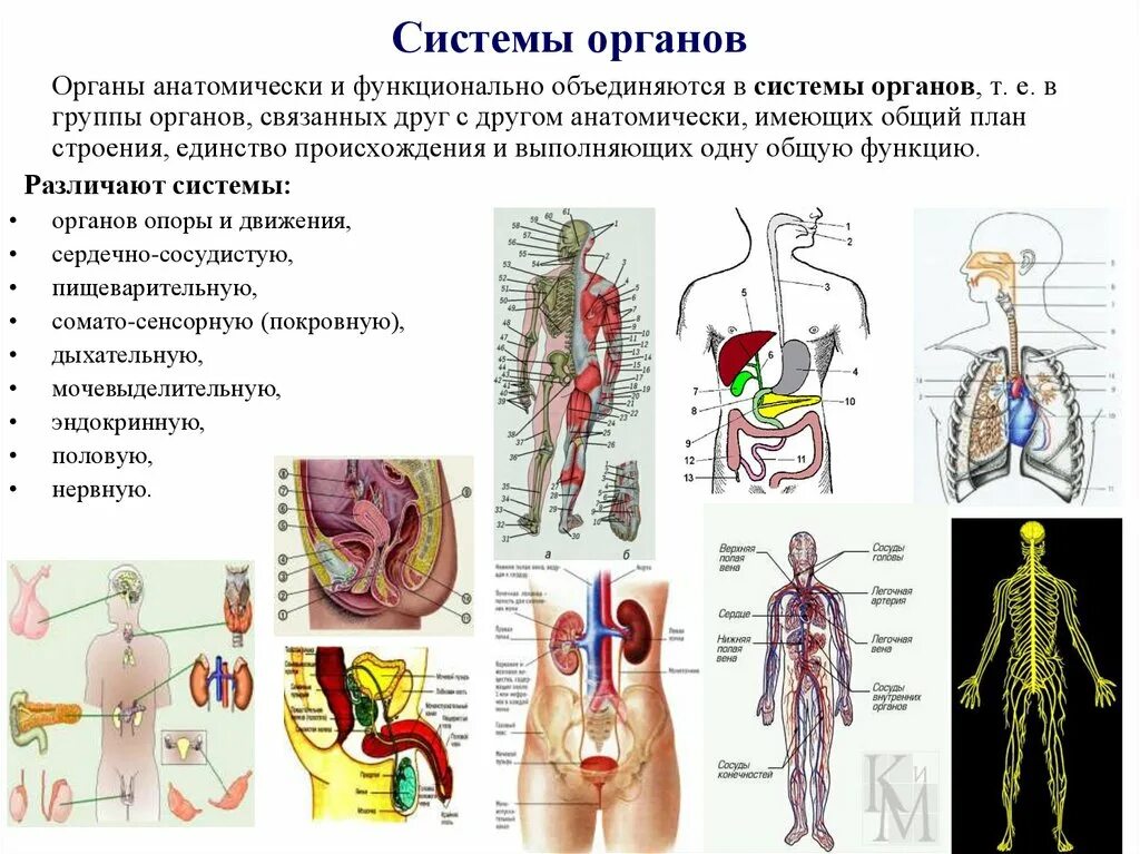 В организме человека различают следующие системы органов:. Системы органов человека 5 класс. Система органов это 3 класс. Система органов это кратко.