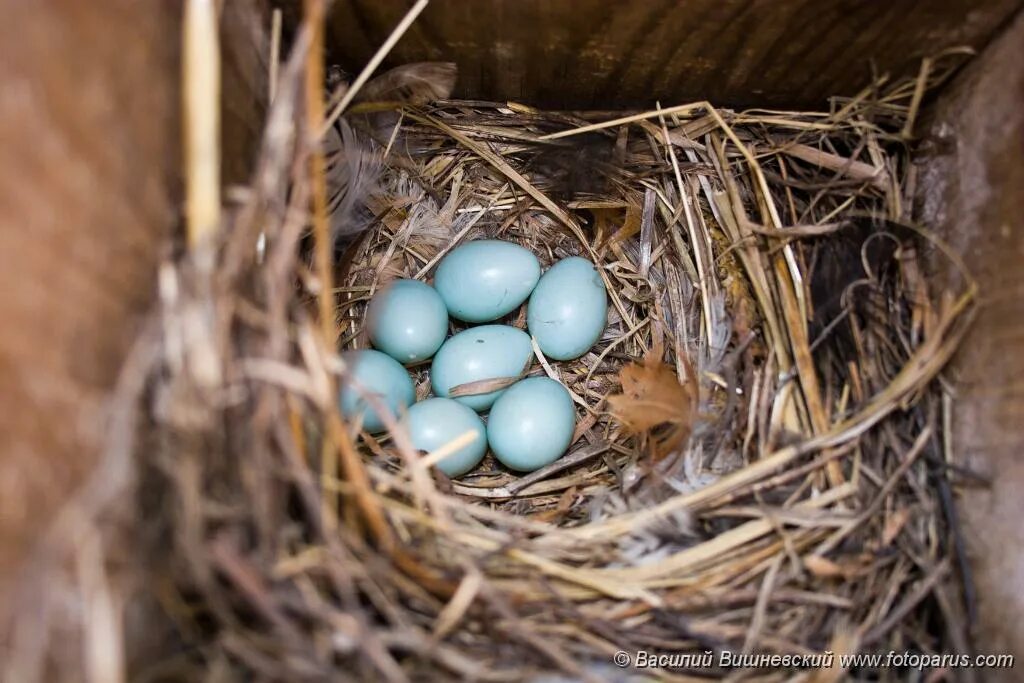 горихвостка гнездо и яйца. пустынная каменка гнездо яиц. араукана легбар амераукана. скворцы кладка яиц. скворец высиживает яйца.