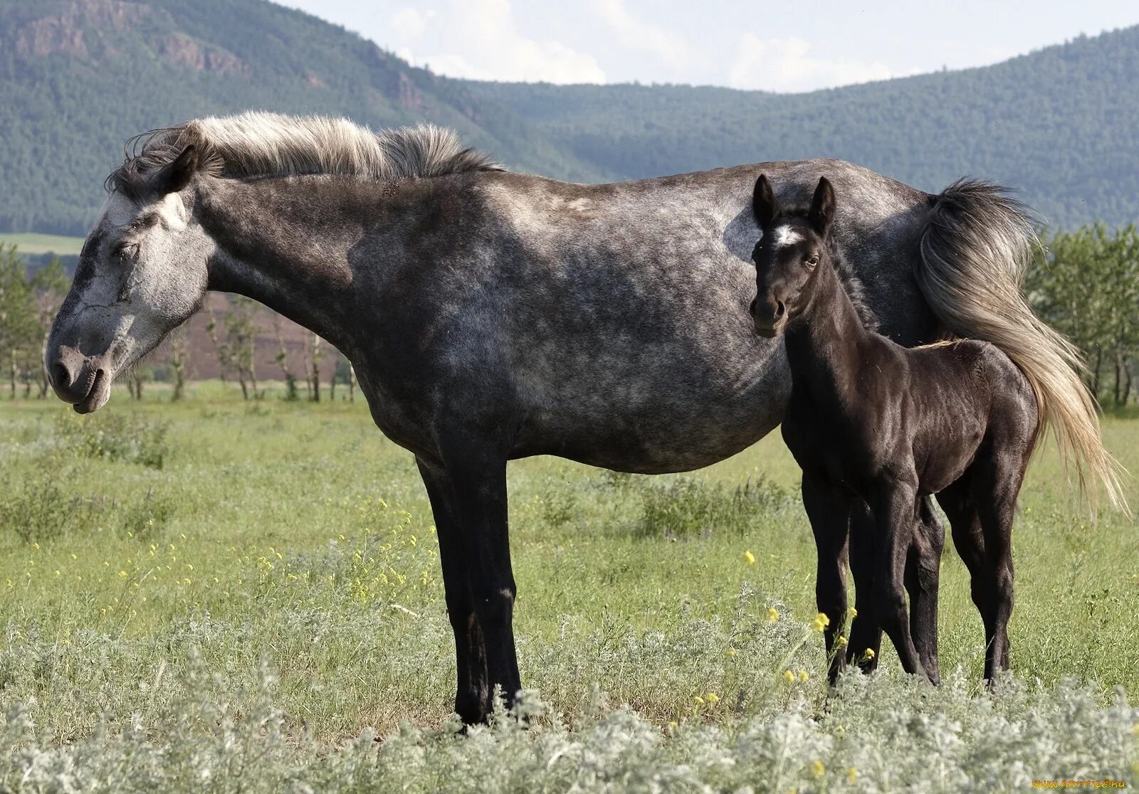 Степи хакасии лошади. Хакасская порода лошадей. Кони хакасии. Степи хакасии. Хакасская степная лошадь.