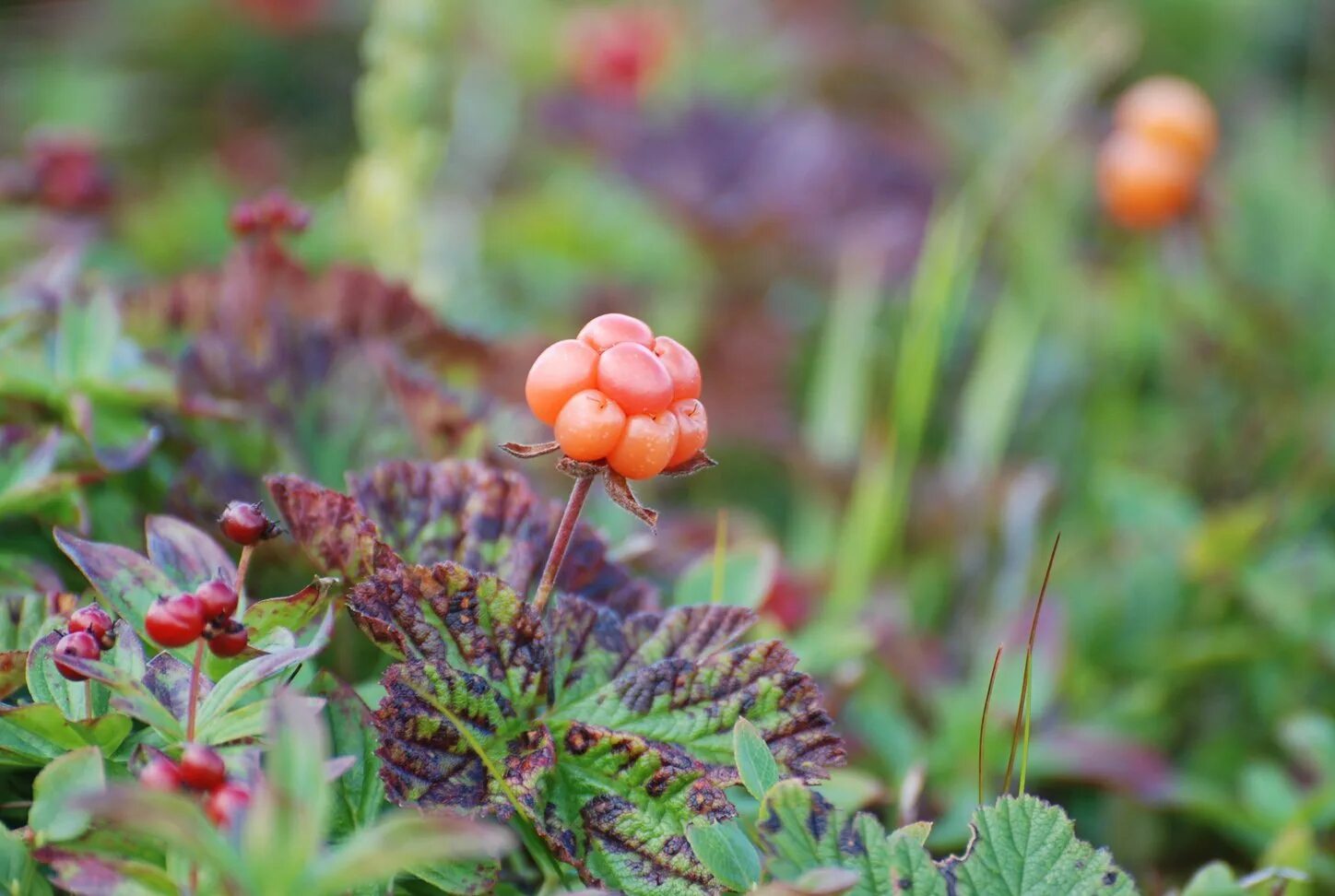 Cloudberry. Морошка Арктическая. Морошка в тундре. Северная ягода Морошка. Морошка приземистая.