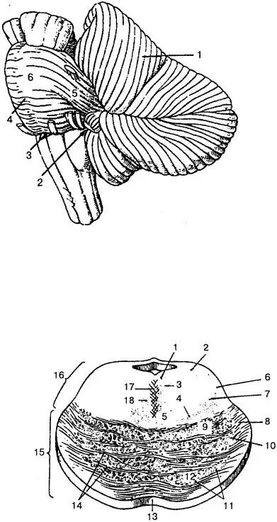 Строение мозжечка анатомия. Внутреннее строение мозжечка анатомия. Мозжечок внешнее строение рисунок. Ядра мозжечка схема. Задний мозг полость