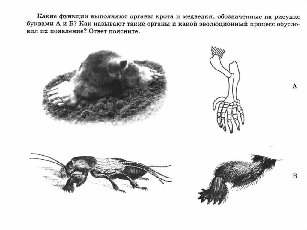 Конечности крота и медведки. Функции конечностей крота и медведки. Передние конечности крота и медведки. Роющие конечности крота.