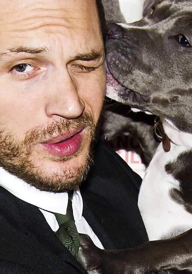 Том Харди с собакой. Питбуль Тома Харди. Том Харди и его собаки. Собака тома харди