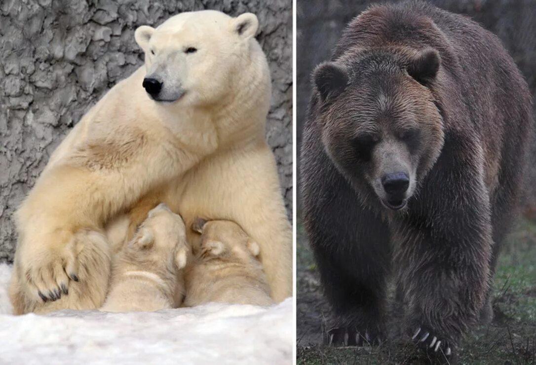 Гризли бурый белый медведь. Белый медведь и бурый медведь. Белый медведь и Гризли. Гризли и бурый медведь белый медведь.