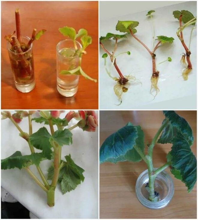 Можно ли листочками размножать