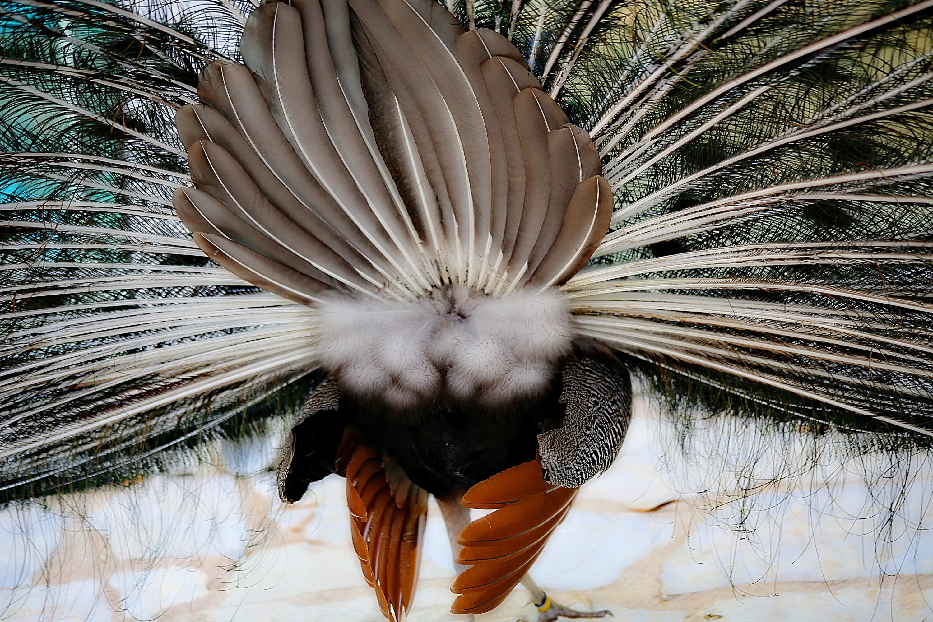 При низких температурах воздуха птицы распушают перья. Перо павлиньего фазана. Птичье перо. Хвост птицы. Крыло птицы.